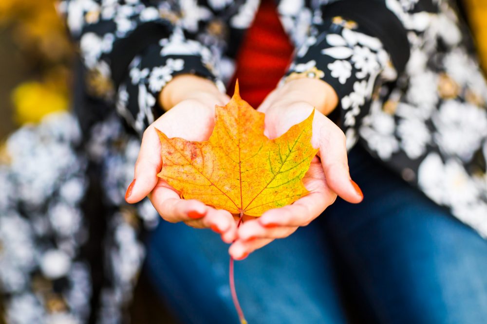 autumn orange maple leaf on a hands